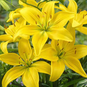 Lrio oriental 'Connecticut King'